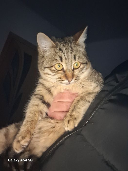 В добрые руки отдам