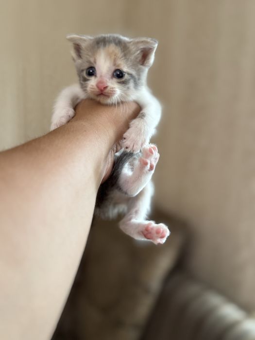 Вислоухие котята
