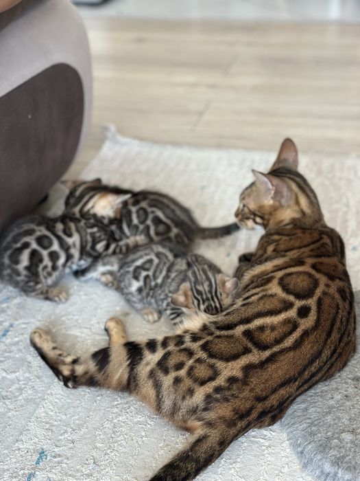 Бенгальские котята