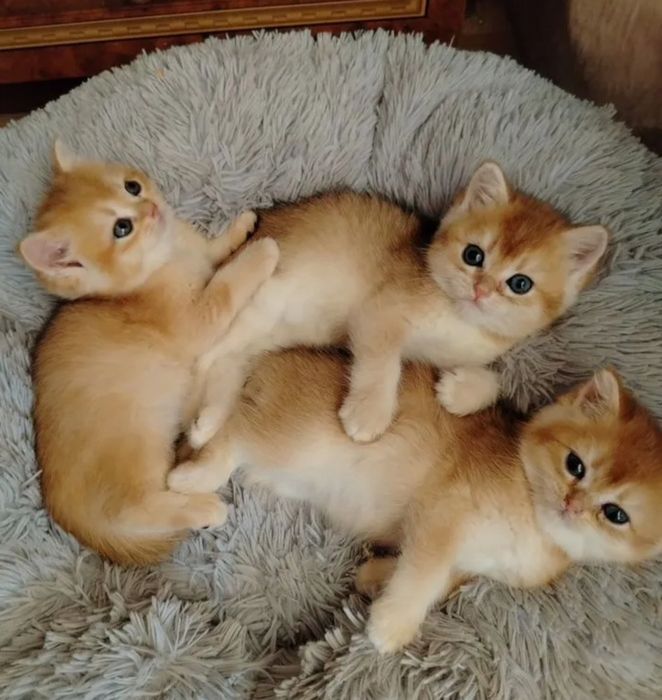 Шиншиллка золотая котята прямоушки
