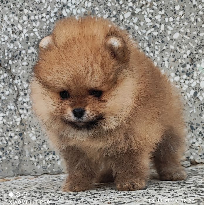 Померан померанче