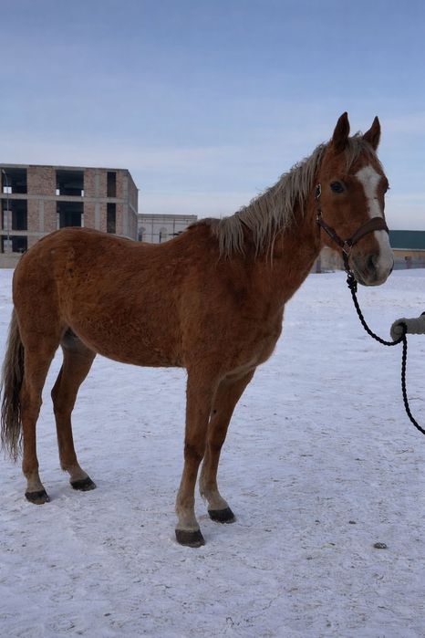 Продается  лошадь, Мерин