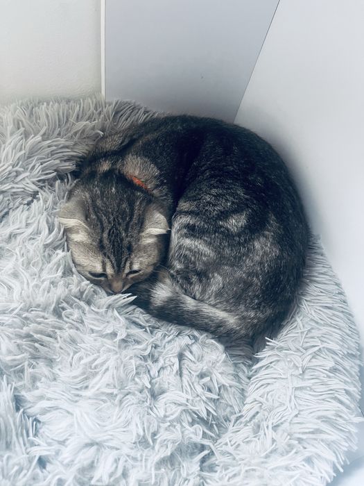 Кот ұл мысық послушный