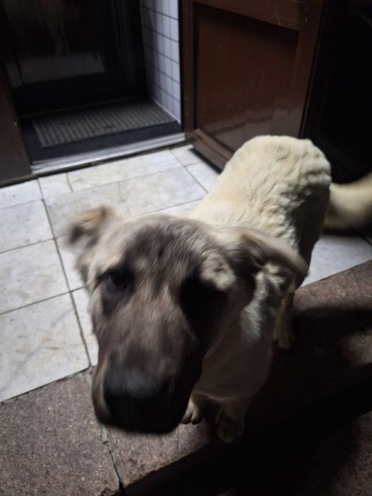 Отдам в добрые,любящие руки