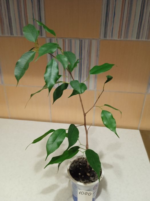 Цветы комнатные 1000 тенге.