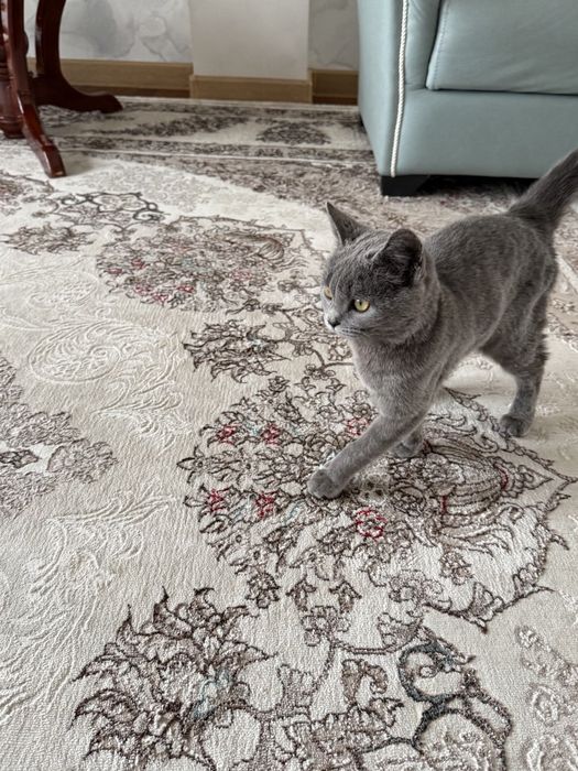 Британская кошка