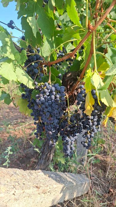 Продавам десертно и винено грозде