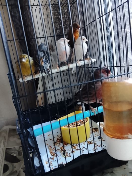 Продаю канарейк один самец и остальные самки