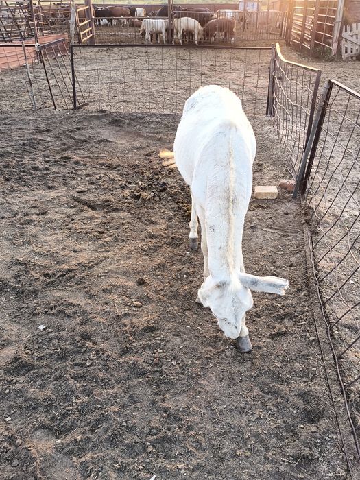 Продам Ослов (Ишаки)