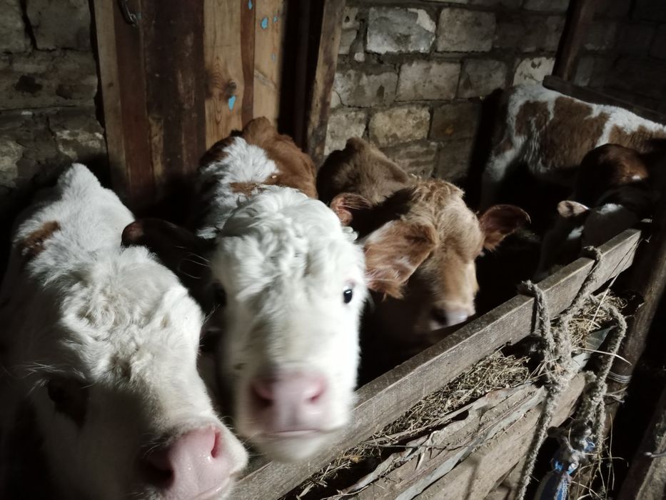 Продам двухмесячных телят