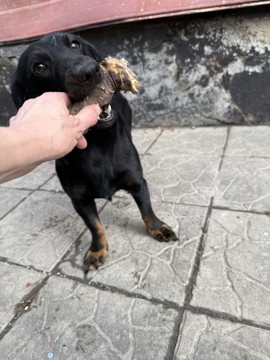 Такса найдена ищу хозяев