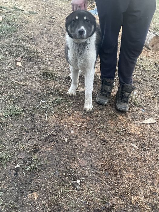 Femela asia centrala 6 luni