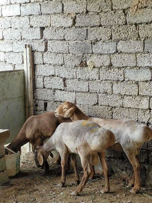 Тозза сифатли Кучкорлар Qo'chqorlar