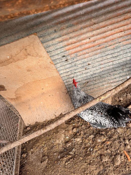 Xo’rozmisan Xo’rozlar sotiladi