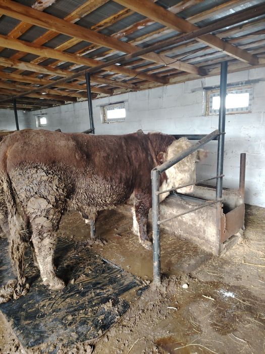 Продаётся бык белоголовый