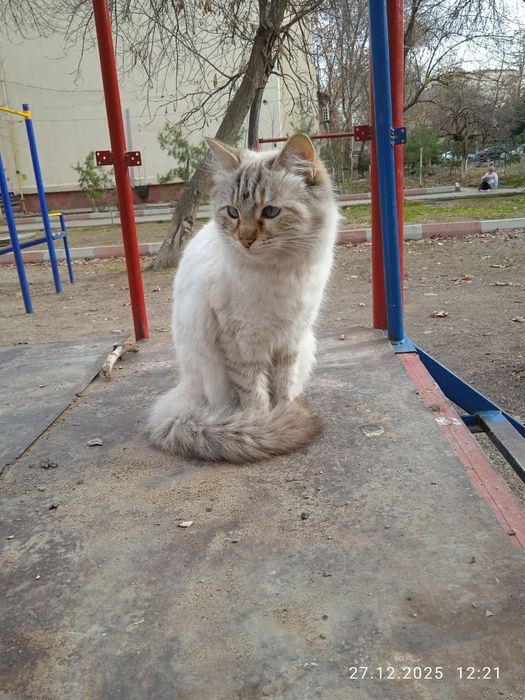 Невская маскарадная кошечка ищет заботливую семью