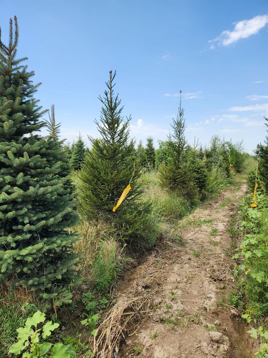 Ландшафтное озеленение объектов - Cтроительные услуги Алматы на Olx