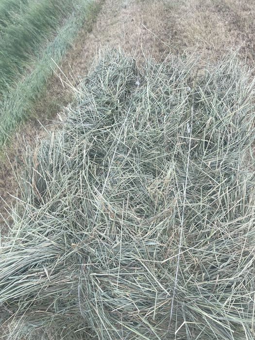 Сено луговое бидайлык в тюках