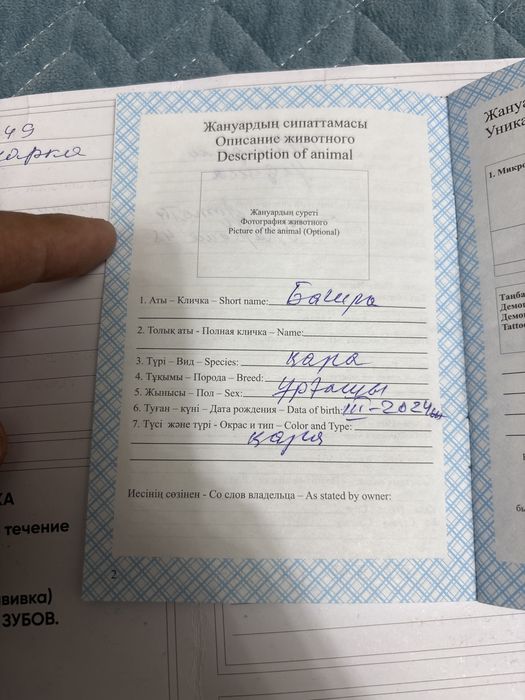 Овчарка Немецкая