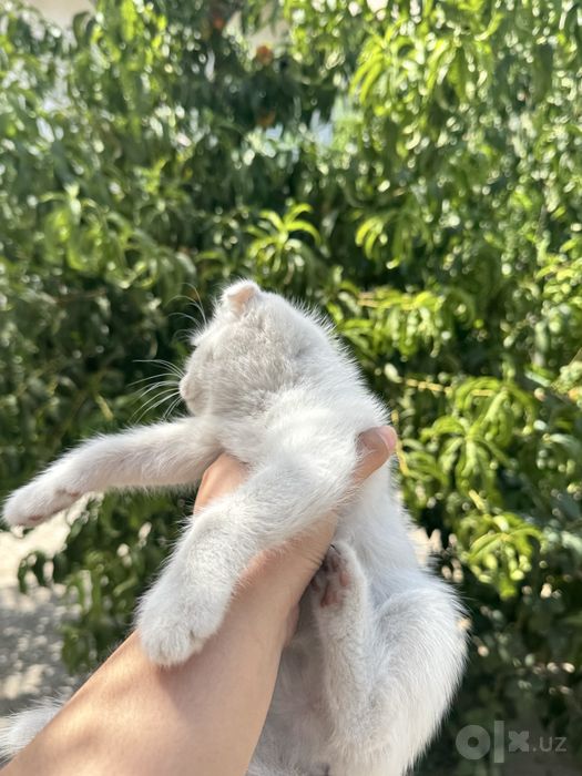 Белоснежный котенок скотиш фолд