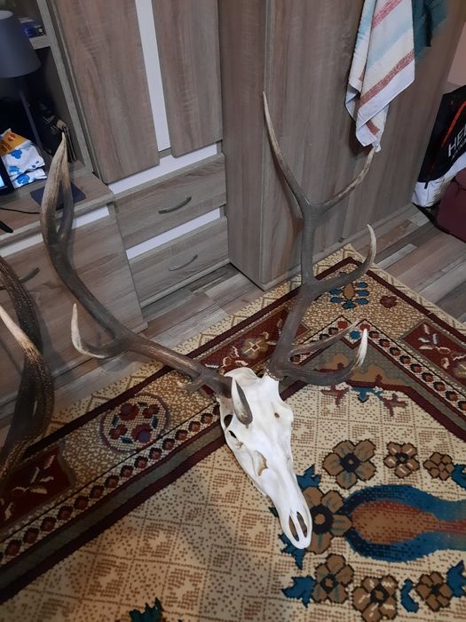 Trofee cerb/caprioare