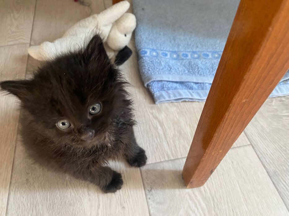 Бесплатно котенок в добрые руки
