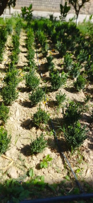 Shamdod 4ylilik kochat