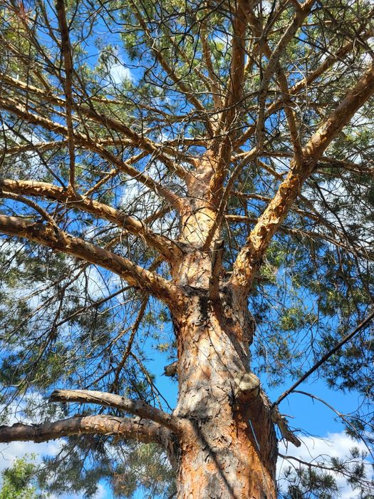 Шишки для самовара,  бани.