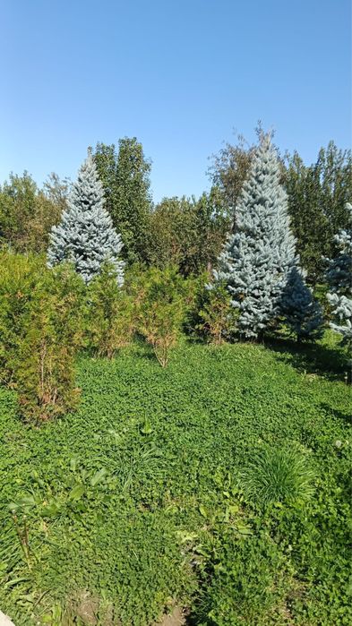 Голубая ель Блю Даймонд