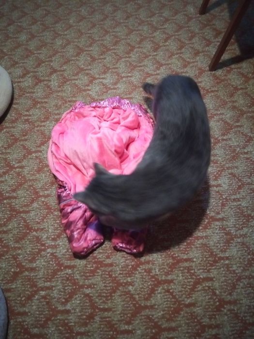 Комбенизон для собак