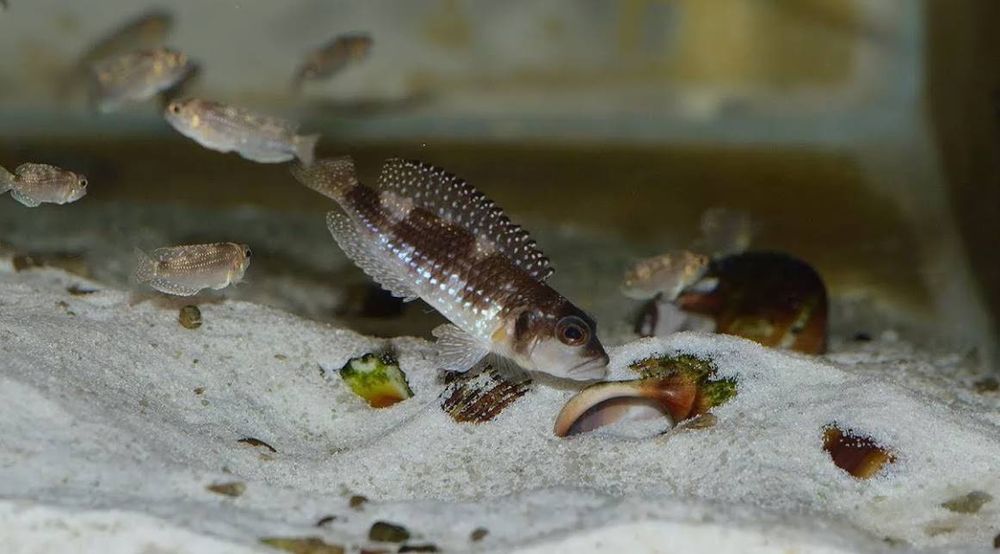 Lomprologus Meleagris f0