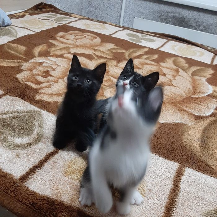 Котята  в добрые руки