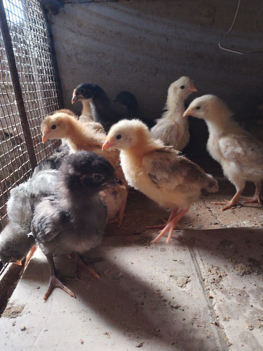 Пъдпъдъци , пилета ,яйца от декоративни кокошки.