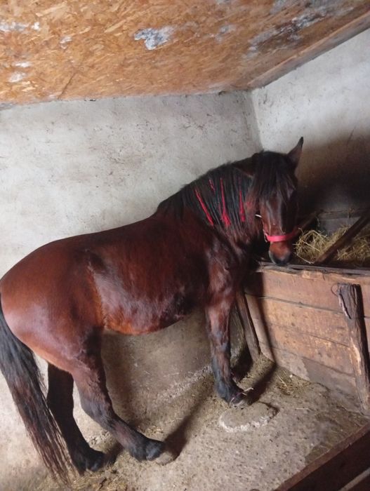 Vând iapă foarte cuminte