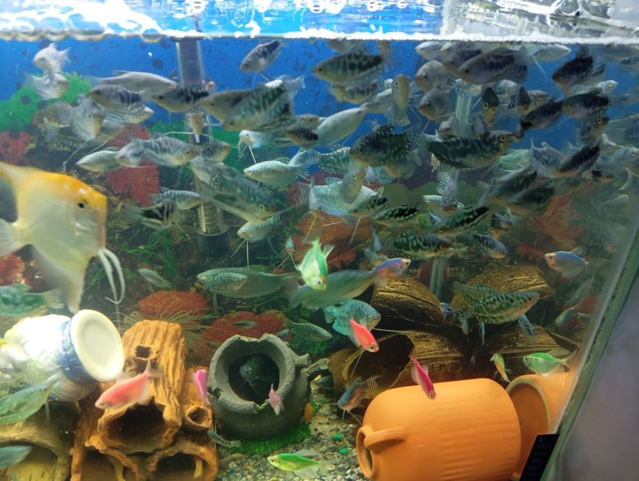 Продам аквариумных рыбок