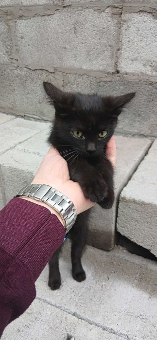 Котята черная и серый
