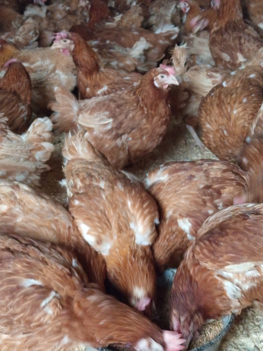 Продам курей 4500