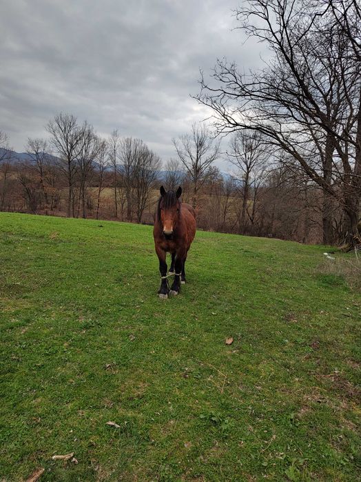 Vând armăsar semigreu
