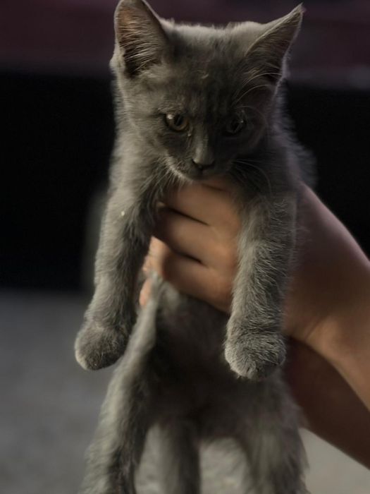 Отдам котенка (девочка) 1.5 месяцев
