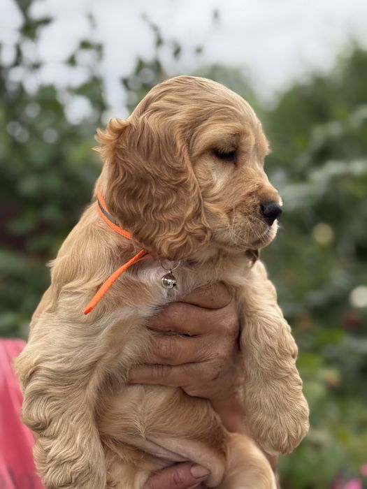 Pui de Cocker Spaniel- caută o căsuță iubitoare!