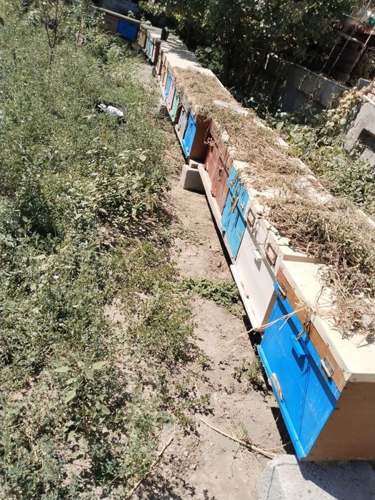 Асалари оиласи сотилади