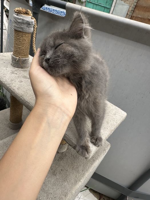 Отдаем котенка британца в добрые руки
