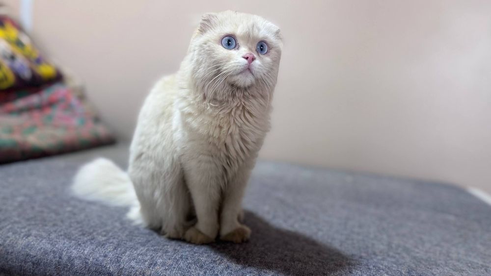 Scottish Fold zoti