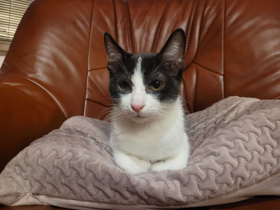 Adoptie motanel cuminte crescut in casa- 4 luni  - VACCINAT DEPARAZITAT