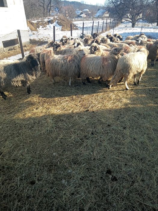 Oii de vânzare  preț 750