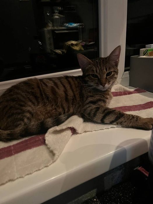 Бесплатно котята в добрые руки