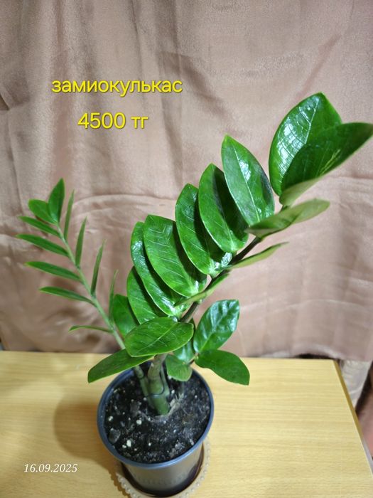 Комнатные растения