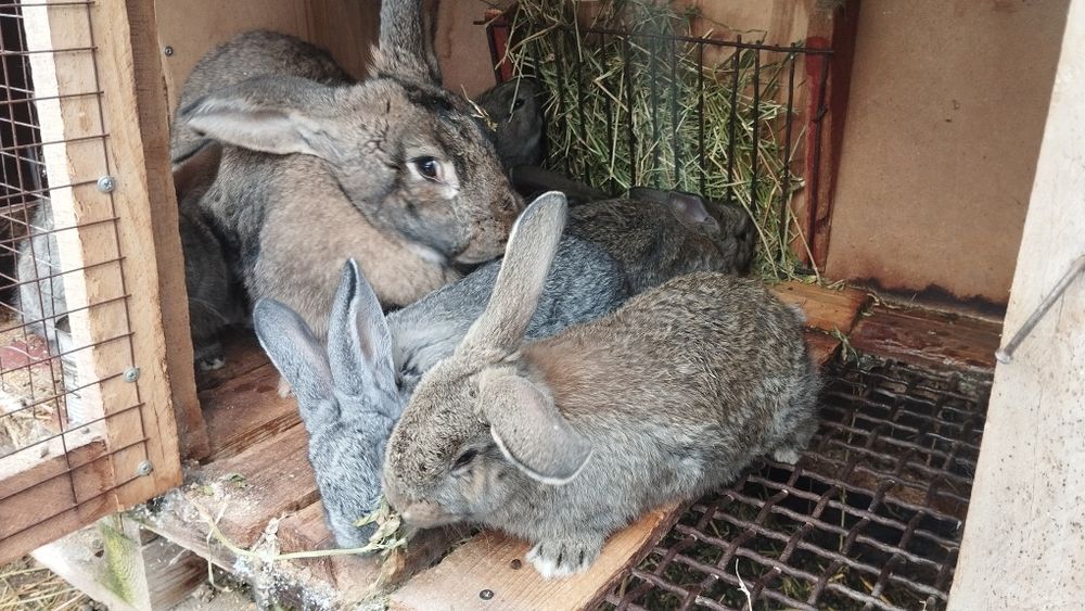 Продаются крольчата