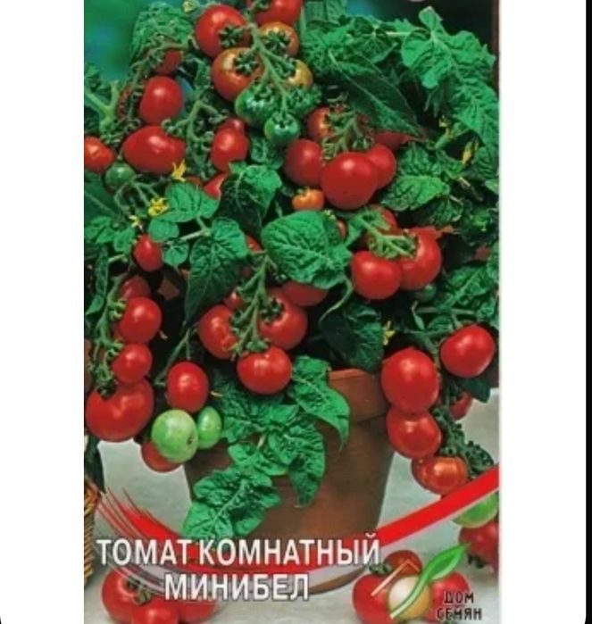 Томаты комнатные с помидорчиками