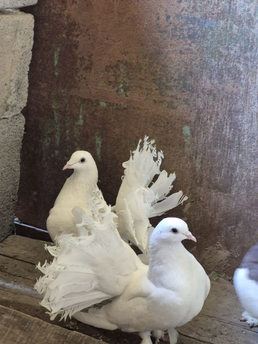 Голуби белых павлини